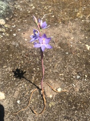Thelymitra alcockiae