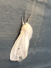 Spilosoma vestalis