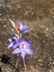 Thelymitra alcockiae