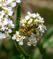Philanthus multimaculatus