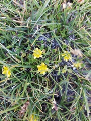 Halerpestes tricuspis