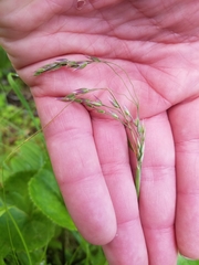 Vahlodea atropurpurea