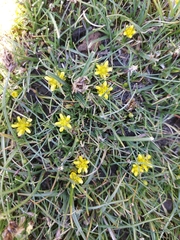 Halerpestes tricuspis