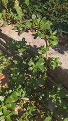 Portulaca oleracea