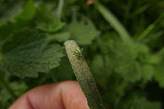 Brachycoleus decolor