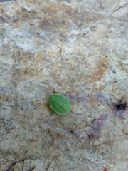 Acanthosoma haemorrhoidale