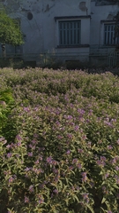 Solanum elaeagnifolium