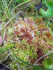 Sphagnum sitchense