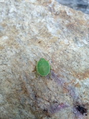 Acanthosoma haemorrhoidale