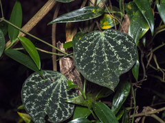 Piper porphyrophyllum