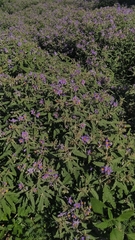 Solanum elaeagnifolium