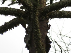 Lepidocolaptes falcinellus