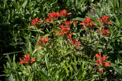Castilleja hispida hispida