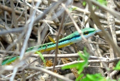 Leptophis diplotropis