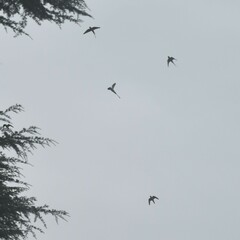 Psittacula himalayana