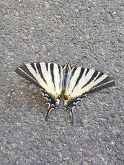 Iphiclides podalirius