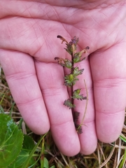 Pedicularis parviflora