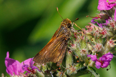 Atalopedes campestris