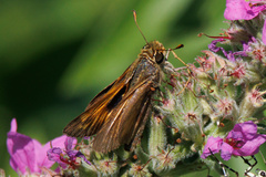 Atalopedes campestris