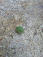 Acanthosoma haemorrhoidale