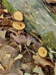 Galiella