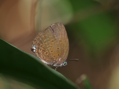 Arhopala major
