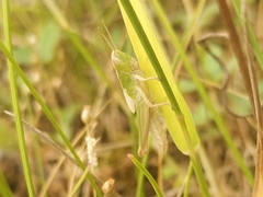Chorthippus albomarginatus