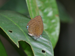 Arhopala major