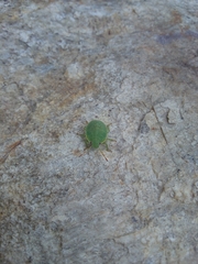 Acanthosoma haemorrhoidale