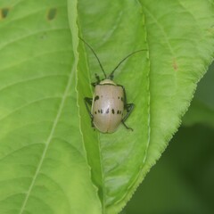 Meristata spilota