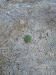 Acanthosoma haemorrhoidale