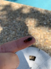 Amphasia interstitialis