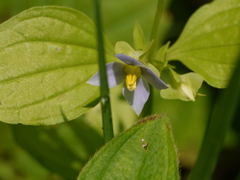 Exacum pedunculatum