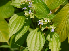 Exacum pedunculatum