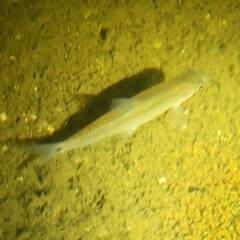 Notropis hudsonius