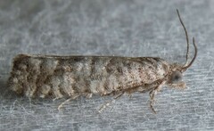 Retinia gemistrigulana