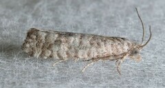 Retinia gemistrigulana