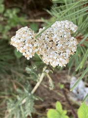 Achillea millefolium