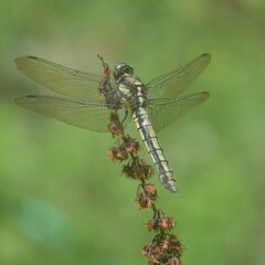 Orthetrum internum