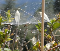 Frontinellina frutetorum