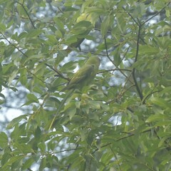 Psittacula himalayana