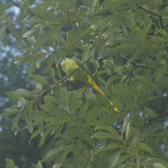 Psittacula himalayana
