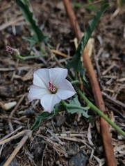 Convolvulus equitans equitans