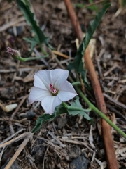 Convolvulus equitans equitans