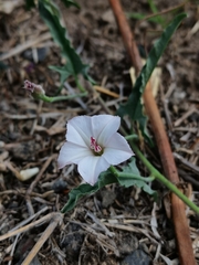 Convolvulus equitans equitans