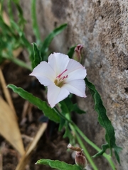 Convolvulus equitans equitans