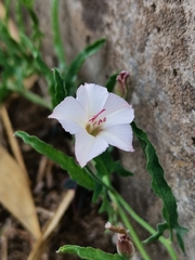 Convolvulus equitans equitans