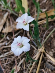 Convolvulus equitans equitans