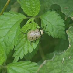 Meristata spilota