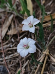 Convolvulus equitans equitans